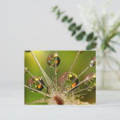 Paardenbloem en waterdruppels briefkaart (Staand voorkant)