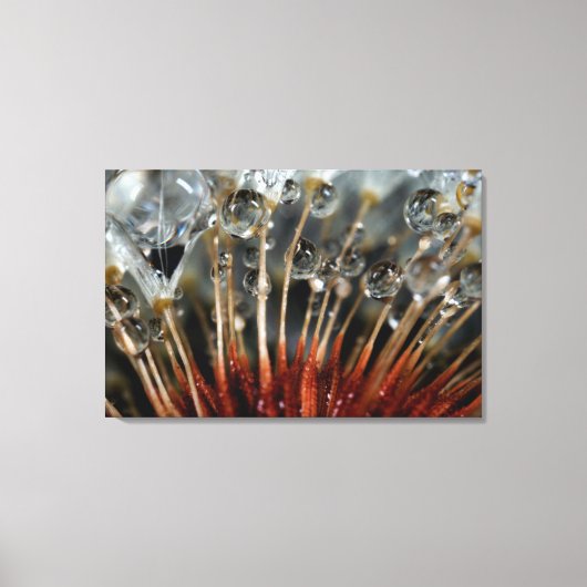 Paardenbloem en waterdruppels, CA Canvas Afdruk (Voorkant)