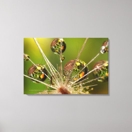 Paardenbloem En Waterdruppels Canvas Afdruk (Voorkant)