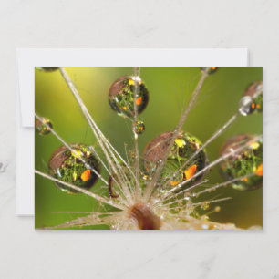 Paardenbloem en waterdruppels kaart