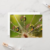 Paardenbloem en waterdruppels kaart (Voorkant / Achterkant in situ)