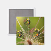Paardenbloem en waterdruppels magneet (Voorkant / Achterkant)