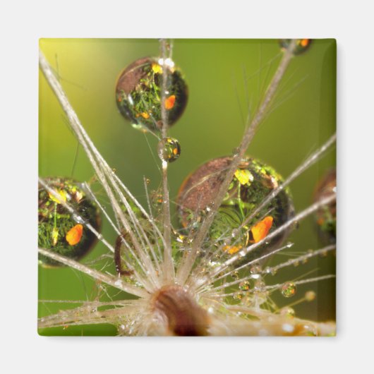 Paardenbloem en waterdruppels magneet (Voorkant)