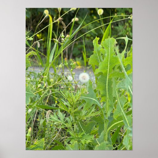 Paardenbloem Foto Poster (Voorkant)