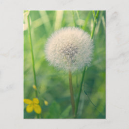 Paardenbloem in het groen met zachte zomerse licht briefkaart