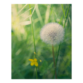 Paardenbloem in het groen met zachte zomerse licht perfect poster