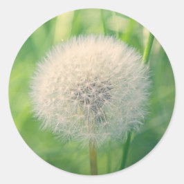 Paardenbloem in het groen met zachte zomerse licht ronde sticker