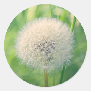 Paardenbloem in het groen met zachte zomerse licht ronde sticker