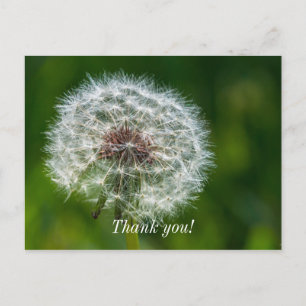 Paardenbloem In Het Licht Bedankanskaart Briefkaart