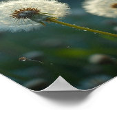 Paardenbloem Klokken Maak een Wens Poster (Hoek)