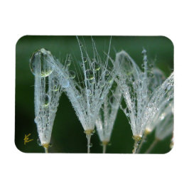 Paardenbloem met dauw vredige natuur meditatie magneet