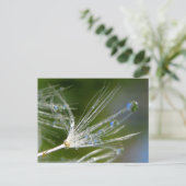 Paardenbloem Met Dauw Vreedzaam, Elegant, Natuur Briefkaart (Staand voorkant)