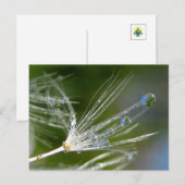 Paardenbloem Met Dauw Vreedzaam, Elegant, Natuur Briefkaart (Voorkant / Achterkant)