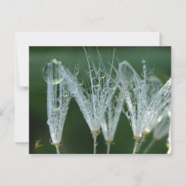 Paardenbloem Met Dauwdruppels Speelse Natuur Briefkaart