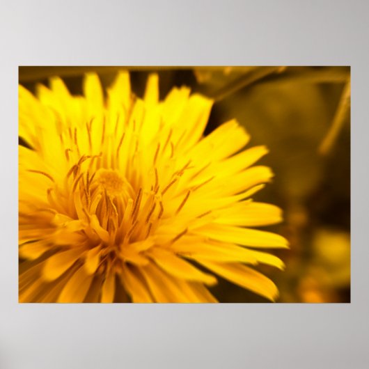 Paardenbloem Nabijheidsposter Poster (Voorkant)