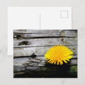 Paardenbloem Onkruid Briefkaart (Voorkant / Achterkant)