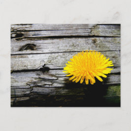 Paardenbloem Onkruid  Briefkaart