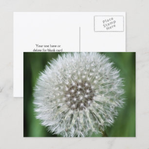Paardenbloem Pluis Bloem Fotografie Gepersonalisee Briefkaart