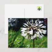 Paardenbloem Pluis met Dauwdauw Vreedzame Natuur Briefkaart (Voorkant / Achterkant)