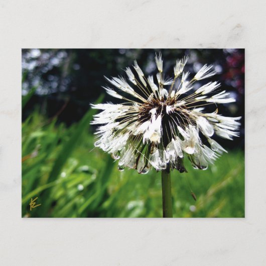 Paardenbloem Pluis met Dauwdauw Vreedzame Natuur Briefkaart (Voorkant)