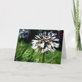 Paardenbloem Pluis met Dauwdicht van de Natuur Kaart