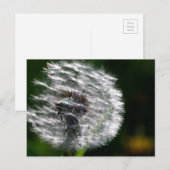 Paardenbloem Seed Head - Briefkaart (Voorkant / Achterkant)