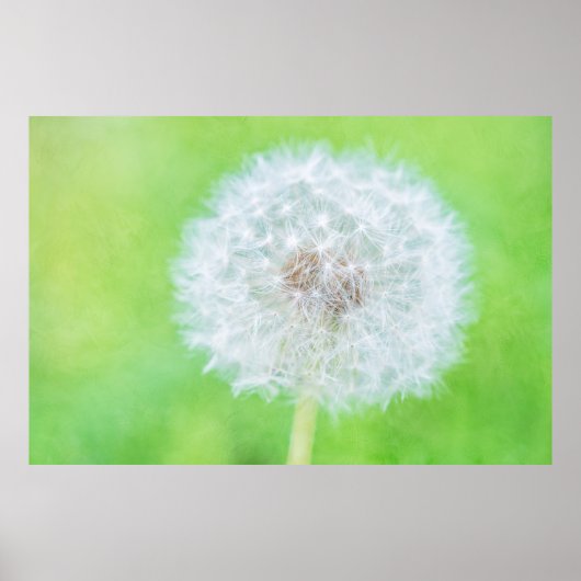 Paardenbloem - Slaap Schoonheid Poster (Voorkant)