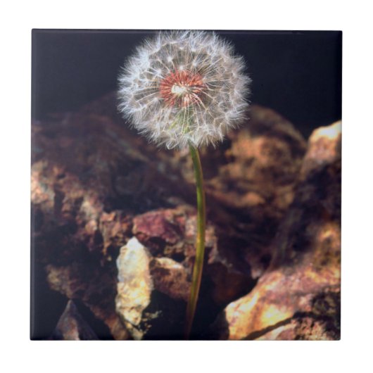 Paardenbloem Tegeltje (Voorkant)