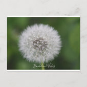 Paardenbloem wenst Briefkaart (Voorkant)