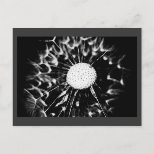 paardenbloem zwart briefkaart