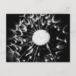 paardenbloem zwart briefkaart