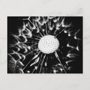paardenbloem zwart briefkaart