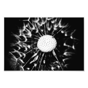paardenbloem zwart foto afdruk