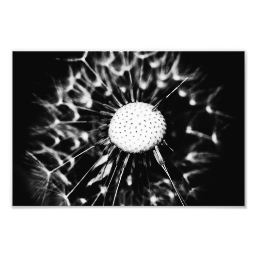 paardenbloem zwart foto afdruk (Voorkant)