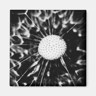 paardenbloem zwart magneet
