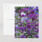 Paardenbloemen 8420 briefkaart (Voorkant / Achterkant)