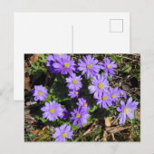 Paardenbloemen Briefkaart (Voorkant / Achterkant)