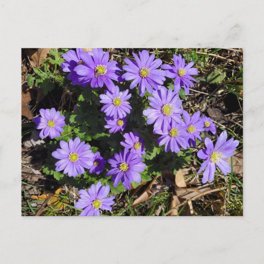 Paardenbloemen Briefkaart (Voorkant)