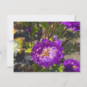 Paardenbloemen Briefkaart
