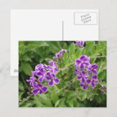 Paardenbloemen Briefkaart (Voorkant / Achterkant)
