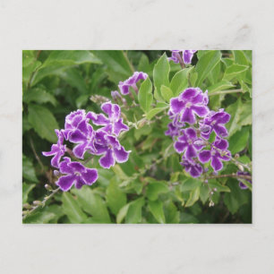 Paardenbloemen Briefkaart