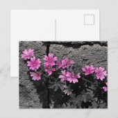 Paardenbloemen Briefkaart (Voorkant / Achterkant)