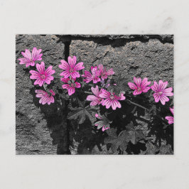 Paardenbloemen Briefkaart