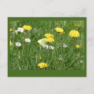 Paardenbloemen & Daisies Grass Field DIY Briefkaar Briefkaart