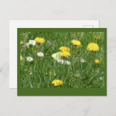 Paardenbloemen & Daisies Grass Field DIY Briefkaar Briefkaart (Voorkant / Achterkant)