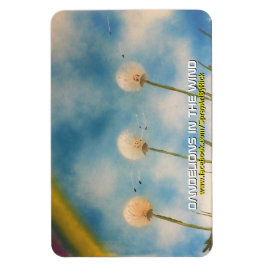 Paardenbloemen in de wind magneet