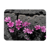 Paardenbloemen Magneet (Horizontaal)