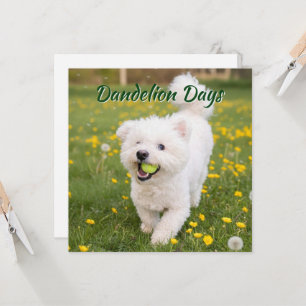 Paardenbloemendagen Kaart