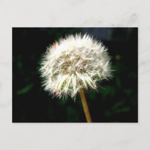 Paardenbloempluis Macro Fotografie Briefkaart
