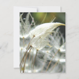 Paardenbloempluizen Omhelzen Sensuele Natuur Briefkaart